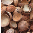 Coconut Shell