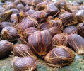 Palm Kernel Shell